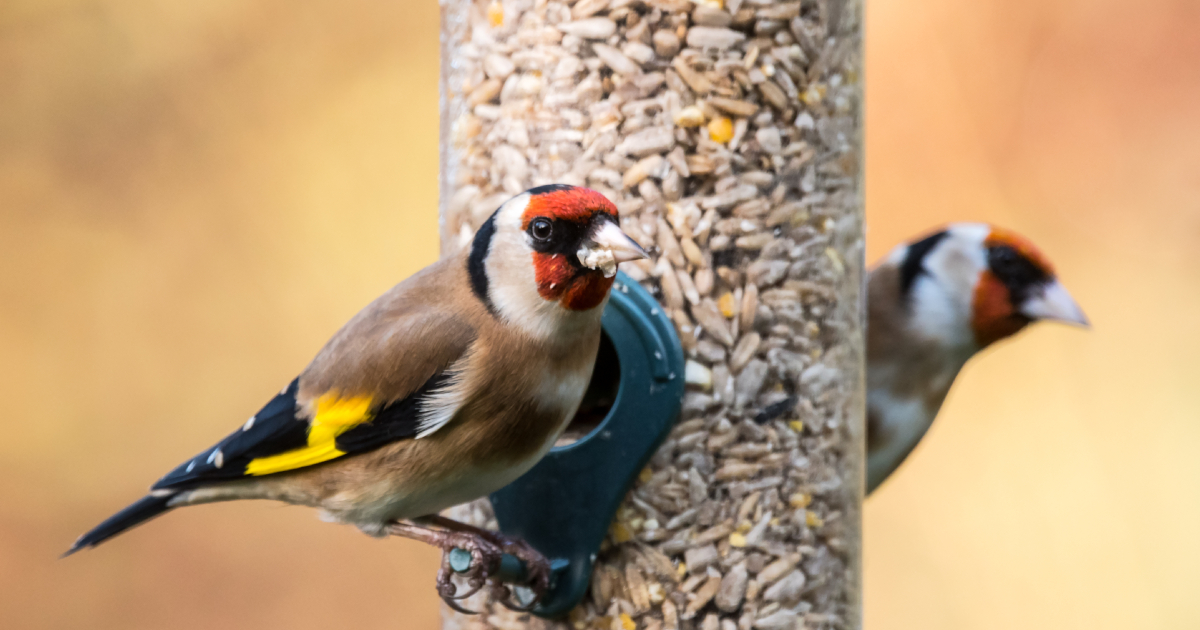 DIY : un distributeur de graines sans danger pour les oiseaux