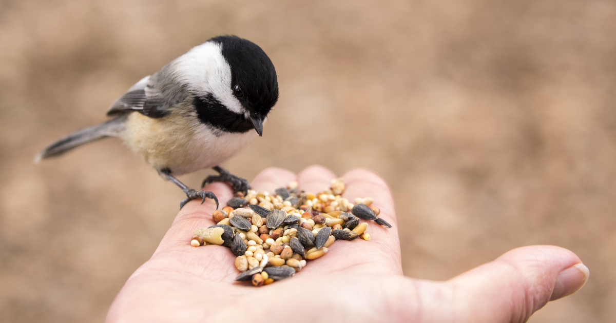 Nourrir les oiseaux en hiver