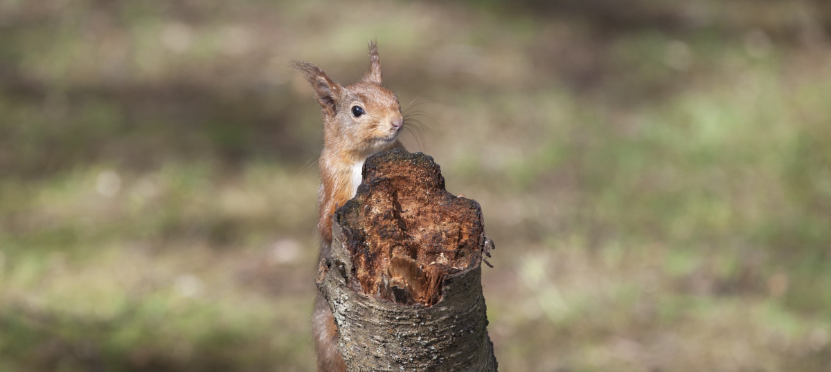 écureuil grimpe dans arbre pour atteindre son nid